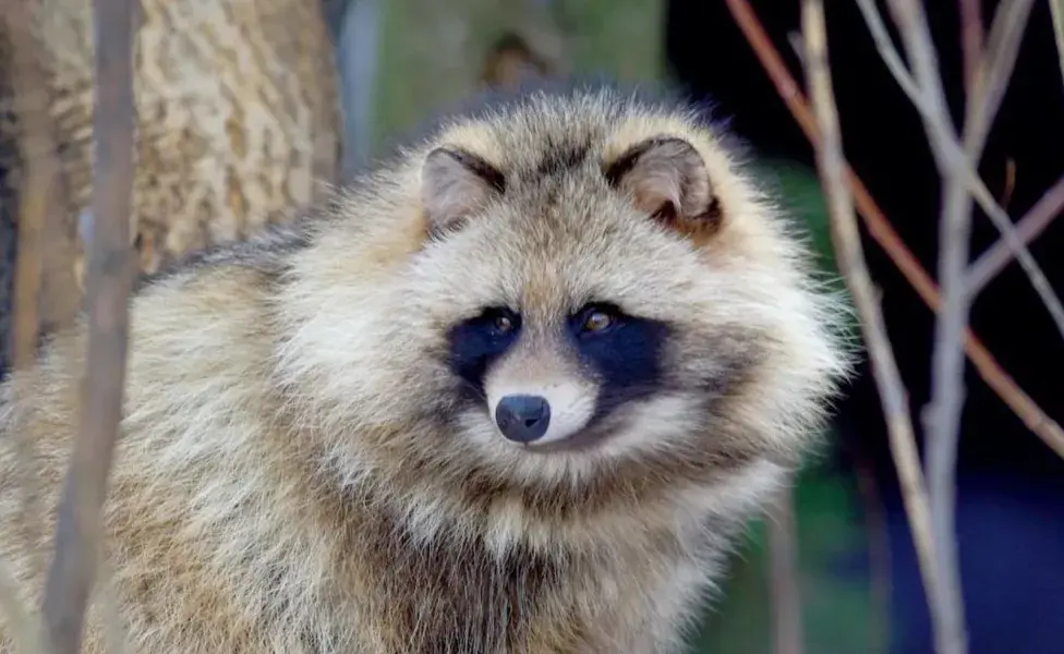 Los Tanuki son originarios de Japón y no son mascotas.