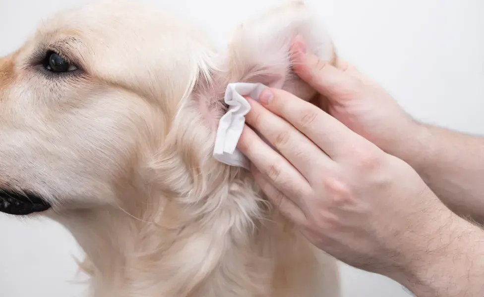 La gravedad del padecimiento será mayor mientras más adentro del oído de tu mascota esté. Además, puede presentarse en uno o en los dos oídos. Por lo tanto, es primordial consultar con el veterinario a la mínima sospecha de presentarse los siguientes síntomas: 