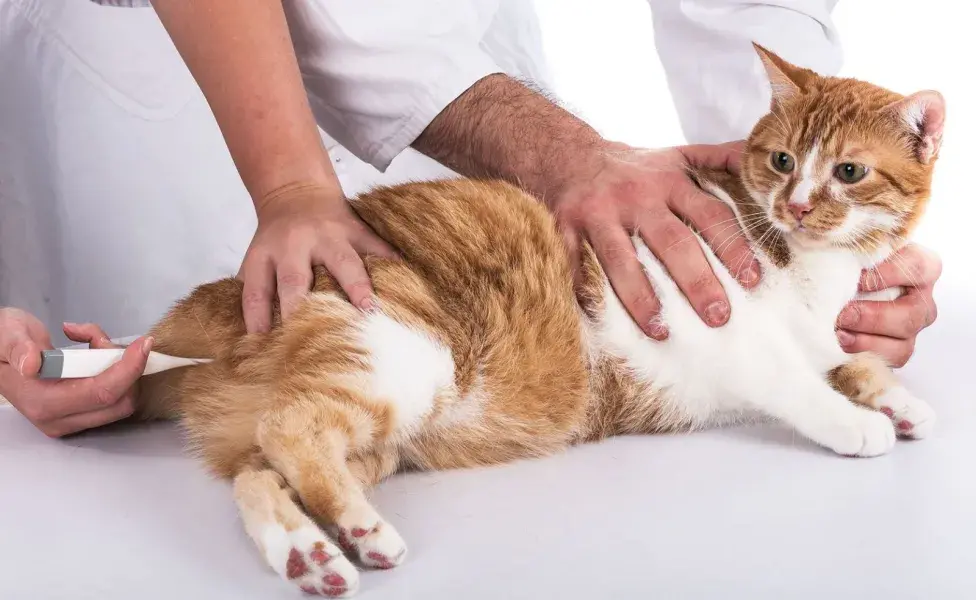 Los termómetros rectales digitales son los más precisos para medir la temperatura en gatos.