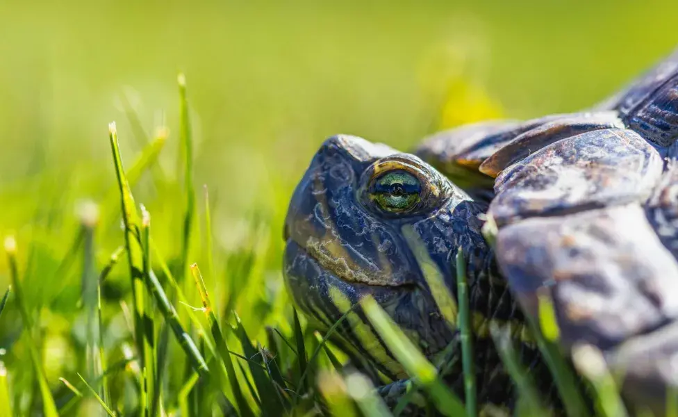 Las tortugas pueden transmitir salmonellosis.