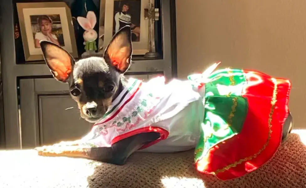 El vestido de china poblana es otra opción tradicional que puede adaptarse para las perritas.