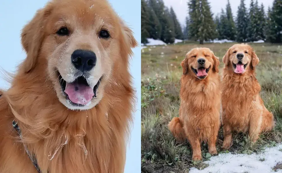 Tucker y su familia se han convertido en celebridades que cobran. Foto: Instagram.com/TUCKER | The Golden Retriever