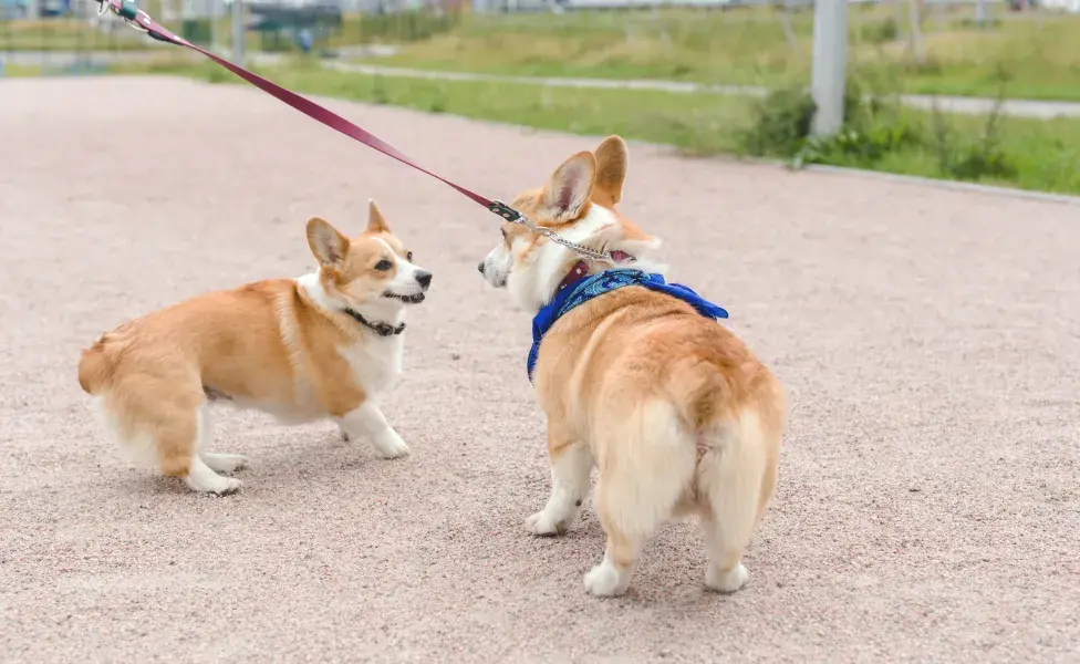 5 razas de perros pequeños y peludos