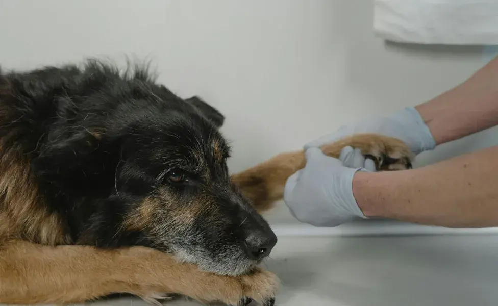 A menudo, los perros alivian su dolor lamiendo la herida.