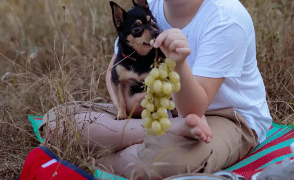 La indigesta de uvas puede causarle a tu perro deshidratación y vómito.