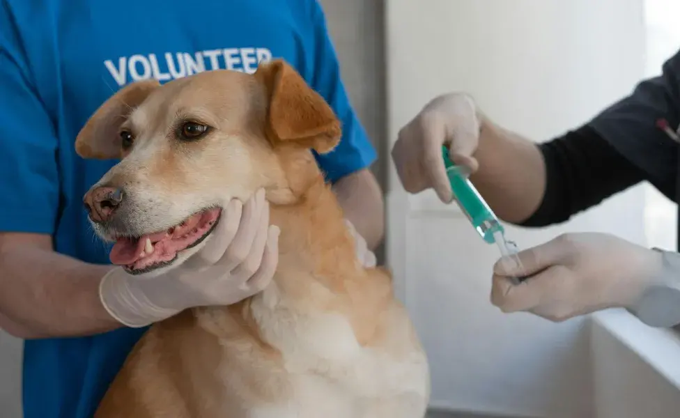 Si tu perro vomita mucho después de la vacuna, es hora de ir al veterinario.