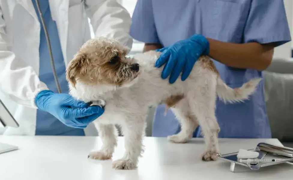 Veterinario revisando a un perro. Foto: Envato/chuemoonrin