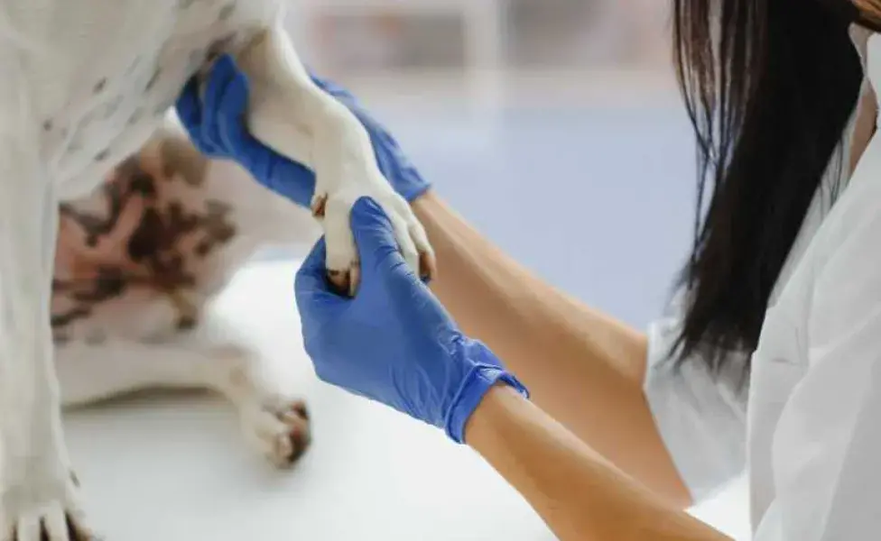 veterinario revisando las patas de un perro. Foto: Envato/sedrik2007