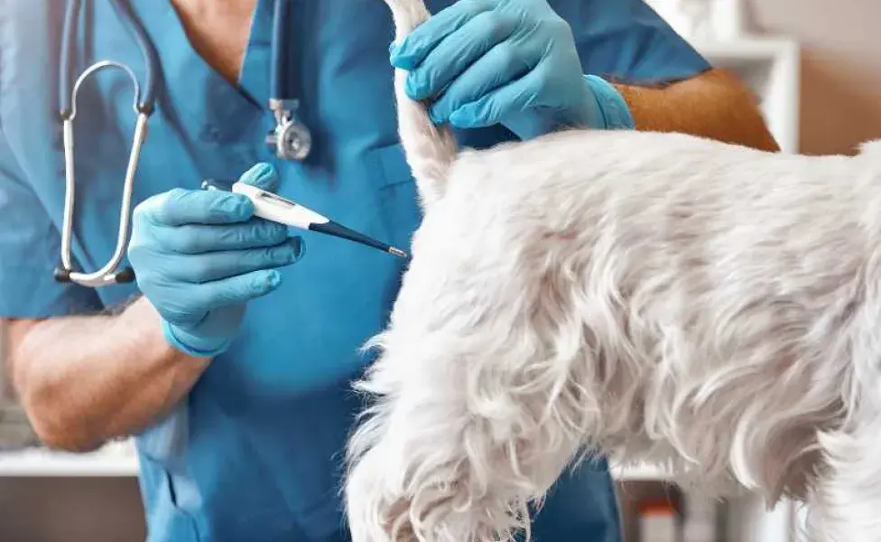 veterinario tomando la temperatura de un perro. Foto: Envato/friends_stock