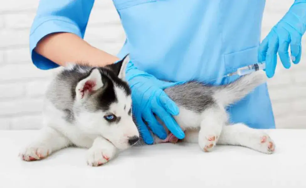 veterinario vacunando a cachorro. Foto: Envato/serhiibobyk