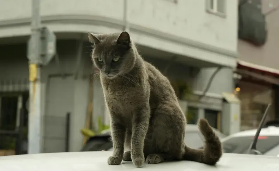 Evita darle mucho alimento a tu gato antes del viaje.