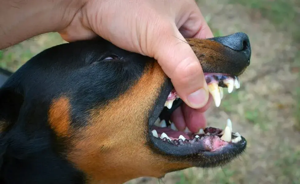 aplicar regra¿A los perros se les caen los dientes? vicious-dog-showing-teeth-biting-hand_342744-1579