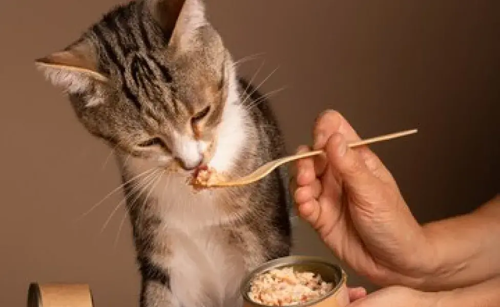 aplicar regraReceta de atún para gatos ¡Para chuparse las garritas! view-cat-eating-food-from-bowl_23-2150798747