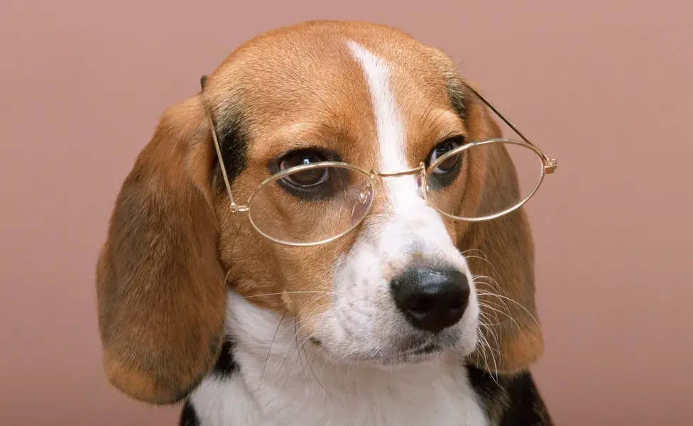 aplicar regra¿Existen los psicólogos para perros? Identifica si tu perro lo necesita wise-dog-glasses-sobaka-ochki