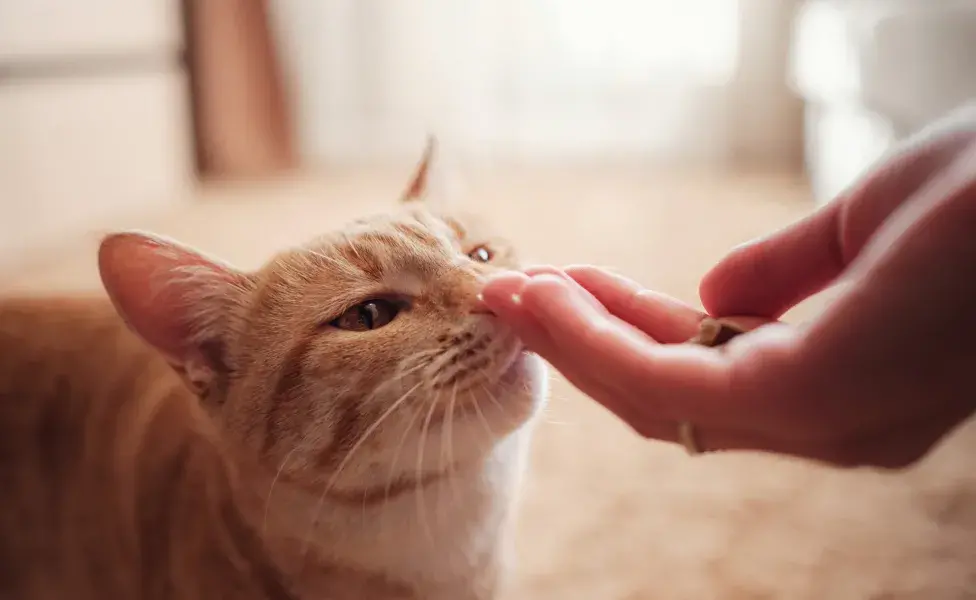 Comida para gatos