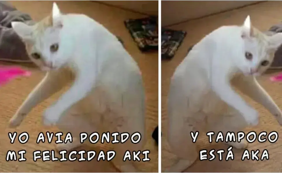 Este meme muestra lo graciosos que pueden ser los gatos.