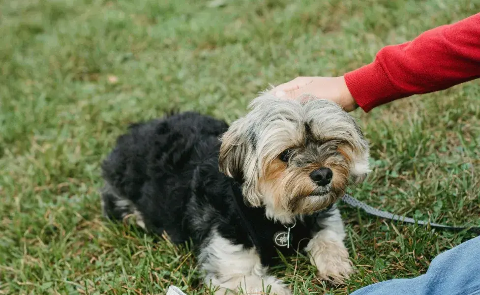 Los perros tacita de té tienen que pesar máximo dos kilos.