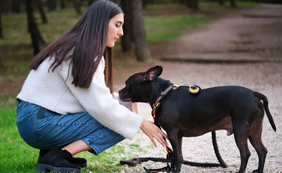 CORREAS PARA PERROS