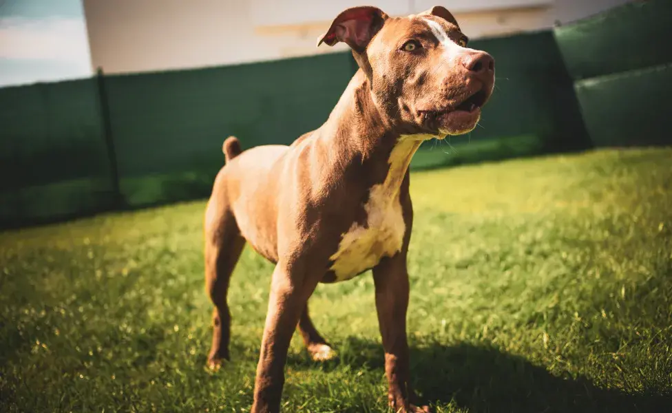 Staffordshire Bull Terrier