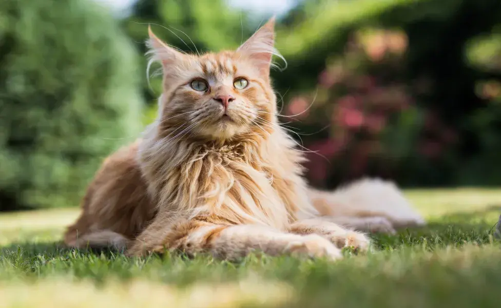 maine coon deitado na grama