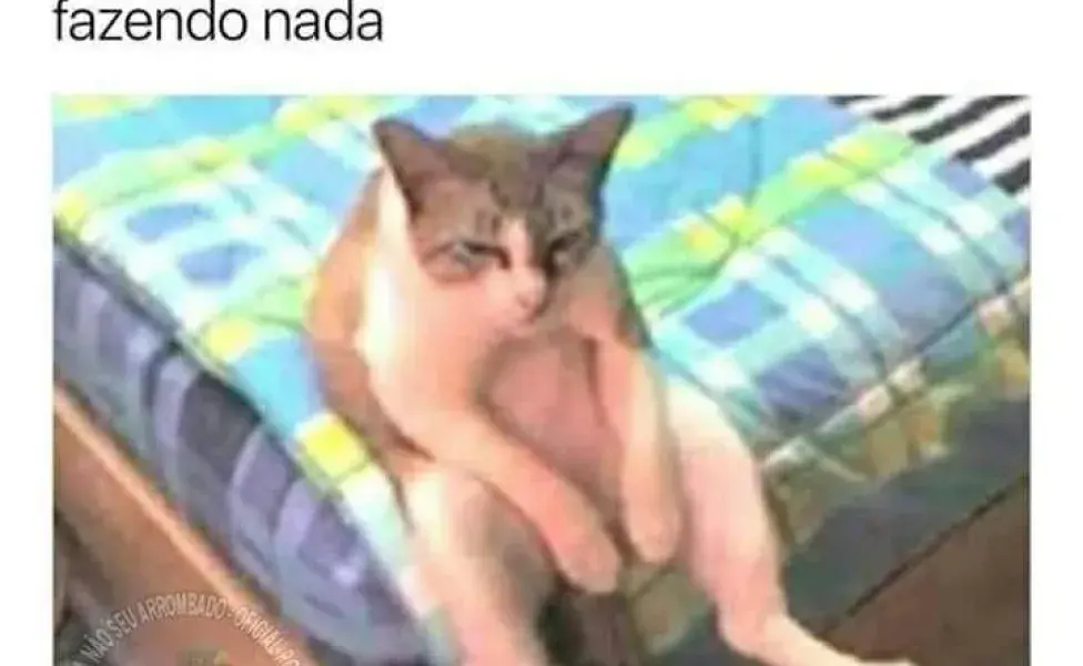 meme de gato