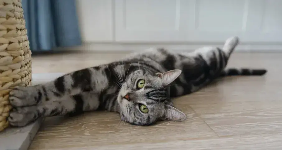 ¿Cómo calmar un gato hiperactivo? Remedios caseros y más