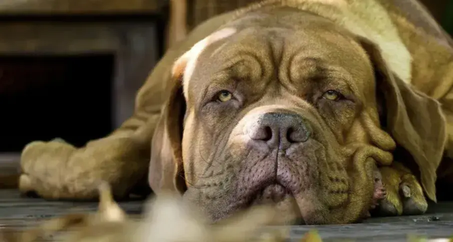 Dogo de Burdeos, el perro francés gigante