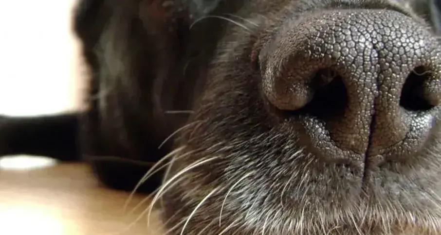 Esta es la función de los bigotes de los perros