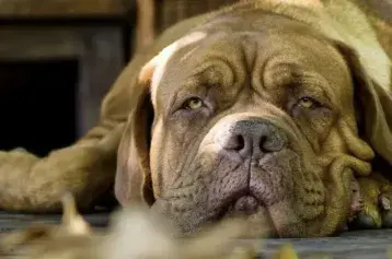 Dogo de Burdeos, el perro francés gigante