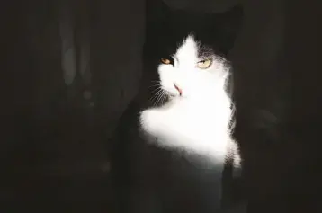 ¿Los gatos pueden ver perfectamente en la oscuridad?