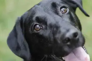 Qué pasa con la memoria de las mascotas con la edad