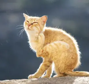 El tratamiento de la sarna en gatos dependerá del tipo de ácaro que haya causado la enfermedad