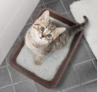 La mayoría de los gatitos aprenden solos a utilizar el arenero, pero algunos pueden necesitar ayuda. Descubre cómo ayudarles