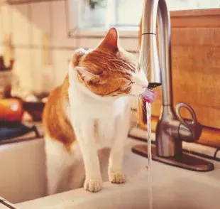 Que tu gato beba demasiada agua puede indicar algún problema de salud. Esté atento