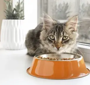 Alimento para gatos: el número de comidas puede variar en función de la edad del gato