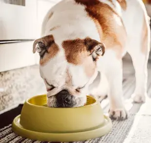 Conoce la diferencia entre el alimento urinario para perros y el alimento para perros con problemas renales