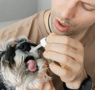 Al igual que los humanos utilizan el metamizol sódico (dipirona), los perros también pueden tomar el fármaco para aliviar el dolor y la fiebre