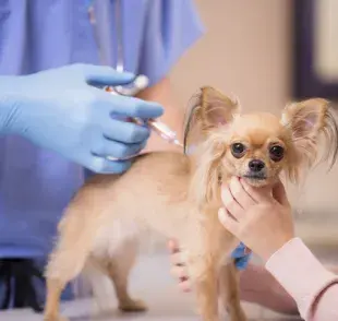 Las vacunas para perro previene varias enfermedades graves que pueden comprometer la salud de tu mascota