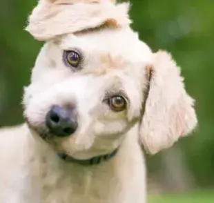 Leishmaniosis canina: ¡infórmate mejor sobre la enfermedad que puede ser fatal y se puede trasmitir a humanos!