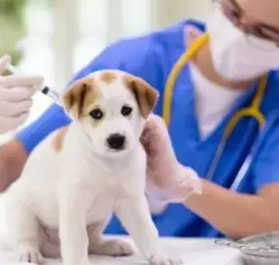 La vacuna para el cachorro es indispensable para cuidar de la salud de tu mascota