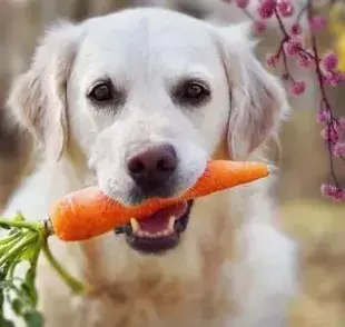 ¡Descubre cuáles son las verduras y vegetales para perro que puedes ofrecerle a tu mascota sin peligro!