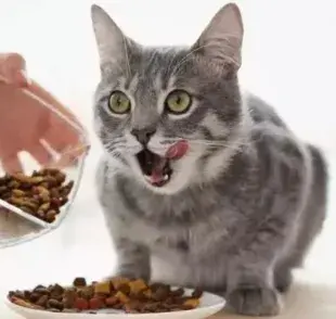 Comida: el gato renal necesita una dieta más específica