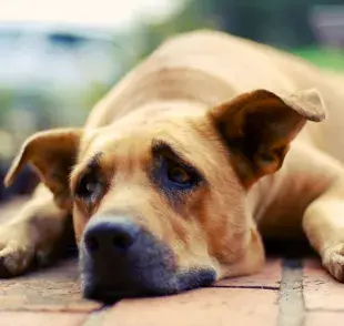  El perro vomita ración: descubre qué puede ser y cómo ayudar a tu amigo