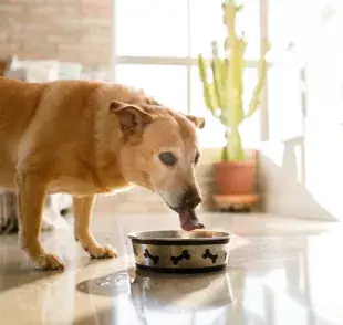 Que el perro beba mucha agua puede tener muchas causas, desde situaciones rutinarias hasta problemas de salud más graves