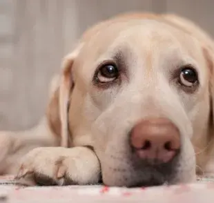 Diarrea con sangre en perro puede ser síntoma de varias enfermedades