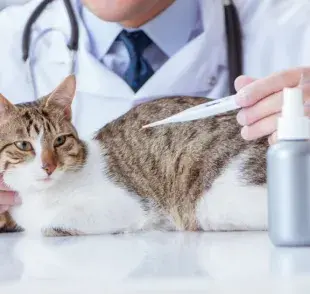 ¿Tiene fiebre su gato? Aprenda a identificar el problema