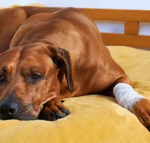 Las heridas en perro pueden tener muchas causas