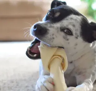 Hueso para perro: descubre cuáles son los cuidados que debemos tener al ofrecerle huesos