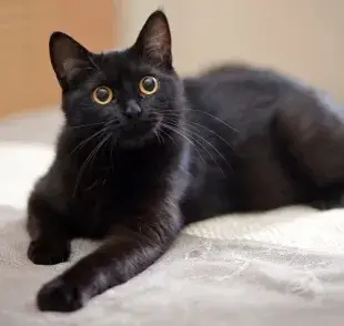 Los nombres para gatos negros pueden reflejar el color del pelo del animal