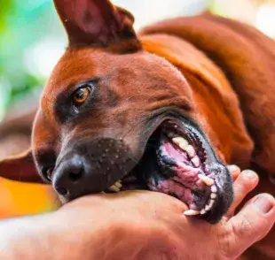 Los mordiscos de los perros jugando pueden ser molestos. ¡Aprende a poner límites a tu mascota!